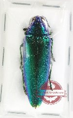 Chrysochroa wallacei