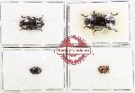 Scientific lot no. 282 Erotylidae (4 pcs - 1 pc A2)