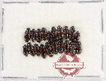 Scientific lot no. 277 Erotylidae (20 pcs)