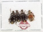 Scientific lot no. 35 Lagriidae (4 pcs A2)