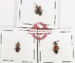 Scientific lot no. 38 Lagriidae (4 pcs - 2 pcs A2)