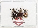 Scientific lot no. 34 Lagriidae (3 pcs)