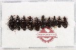Scientific lot no. 1084 Carabidae (10 pcs)