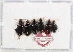 Scientific lot no. 1083 Carabidae (6 pcs)