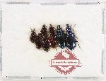 Scientific lot no. 1082 Carabidae (8 pcs)