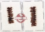 Scientific lot no. 1081 Carabidae (18 pcs)
