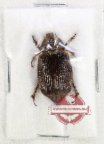 Melolonthinae sp. 32