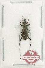 Cylindera (Ifasina) decempunctata (A2)