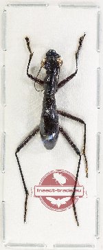 Tricondyla sp. 4 (A2)