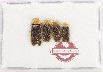 Scientific lot no. 20 Lampyridae (4 pcs)