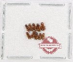 Scientific lot no. 1240 Coprophaga (10 pcs)