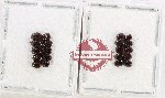 Scientific lot no. 1229 Coprophaga (20 pcs)