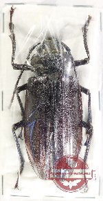 Omotagus lacordairei (A-)