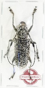 Triammatus saundersi