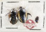 Scientific lot no. 269 Dytiscidae (3 pcs)