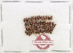 Scientific lot no. 275 Dytiscidae (50 pcs)