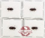 Bostrichidae Scientific lot no. 72 (4 pcs)
