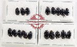 Hydrophilidae Scientific lot no. 427 (18 pcs)