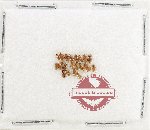 Scientific lot no. 250 Nitidulidae (20 pcs)