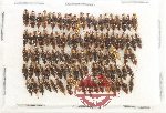 Scientific lot no. 256 Nitidulidae (ca 100 pcs)