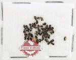 Scientific lot no. 261 Nitidulidae (50 pcs)
