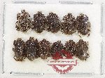Scientific lot no. 241 Nitidulidae (11 pcs)