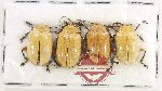Scientific lot no. 750 Chrysomelidae (4 pcs)