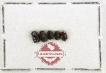 Scientific lot no. 763 Chrysomelidae (5 pcs)