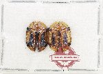 Scientific lot no. 748 Chrysomelidae (Aspidimorpha septemcostata) (2 pcs)