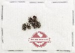 Scientific lot no. 761 Chrysomelidae (Hispini) (6 pcs)