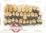 Scientific lot no. 758 Chrysomelidae (30 pcs)