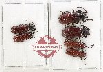 Scientific lot no. 766 Chrysomelidae (6 pcs)