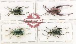 Scientific lot no. 745 Chrysomelidae (Sagra sp.) (4 pcs)