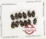 Scientific lot no. 772 Chrysomelidae (Hispini spp.) (12 pcs)