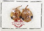 Scientific lot no. 747 Chrysomelidae (Basiprionota secreta) (2 pcs)