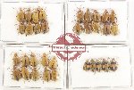 Scientific lot no. 755 Chrysomelidae (33 pcs)