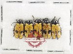 Scientific lot no. 749 Chrysomelidae (5 pcs)