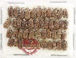 Scientific lot no. 759 Chrysomelidae (45 pcs)