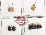 Scientific lot no. 751 Chrysomelidae (10 pcs)