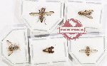 Scientific lot no. 142 Diptera (5 pcs)