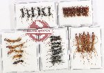 Scientific lot no. 59 Formicidae (35 pcs)