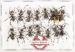 Scientific lot no. 58 Formicidae (15 pcs)