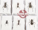Scientific lot no. 61 Formicidae (6 pcs)