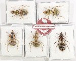 Scientific lot no. 60 Formicidae (5 pcs)