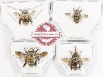 Scientific lot no. 623 Hymenoptera (4 pcs)