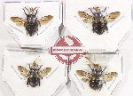 Scientific lot no. 624 Hymenoptera (4 pcs)