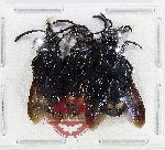 Scientific lot no. 636 Hymenoptera (3 pcs)