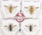 Scientific lot no. 625 Hymenoptera (4 pcs)