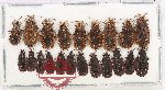Scientific lot no. 1578 Heteroptera (20 pcs)