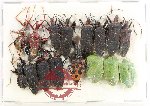 Scientific lot no. 1573 Heteroptera (16 pcs A-, A2)